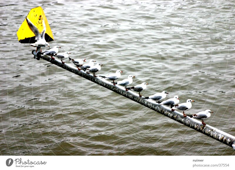 seagulls in rank and file Seagull Main Rod Beaded Bird