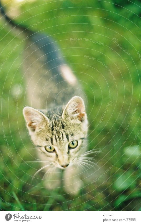 Sharp kitten Cat Domestic cat Grass Meadow Green Bird's-eye view Blur Depth of field Eyes