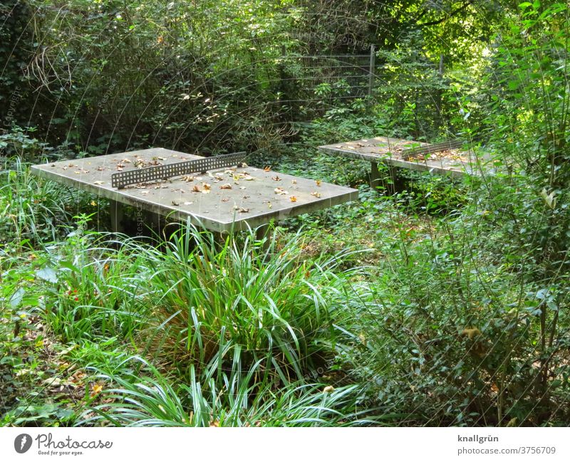 Two outdoor concrete table tennis tables on a completely overgrown sports field Sports Wilderness Nature Table tennis table Playing Unkempt Weed proliferate