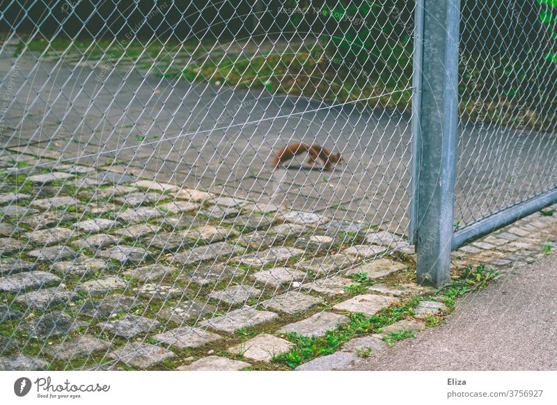 Squirrels behind the fence off Asphalt Fence Animal Wild animal Residential area Wire netting fence