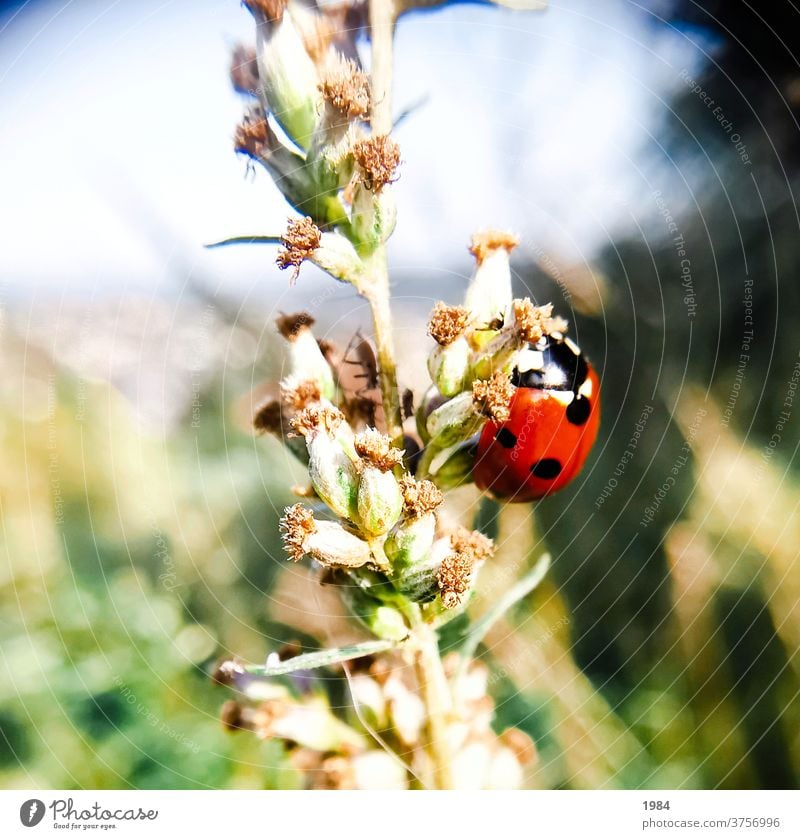 ladybugs Ladybird Insect Beetle Close-up Macro (Extreme close-up) Crawl Exterior shot Red Colour photo luck Good luck charm