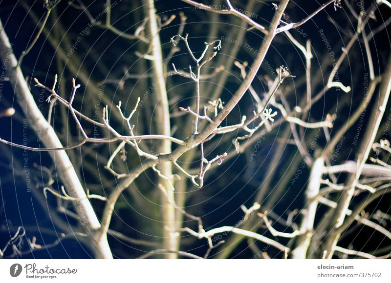 irradiated Nature Tree Wood Dark Thin Gloomy Brown Black Growth Interlaced Colour photo Exterior shot Night Flash photo