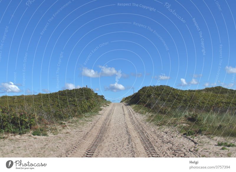 Sand path through the dunes with tractor tracks in front of a blue sky with small clouds off dune path Tracks Plant Grass Wild rose Sky Clouds Landscape Nature