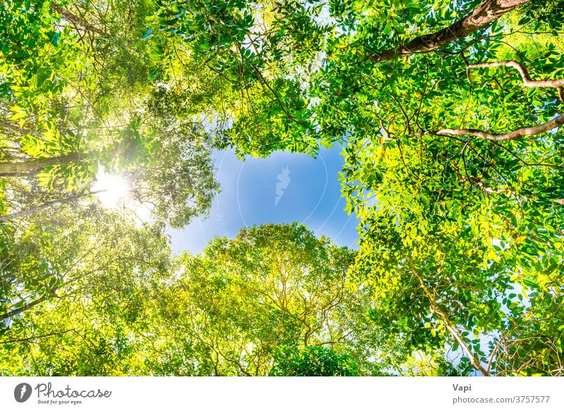Nature green forest with big trees nature jungle sky top bright summer yellow autumn beautiful sunny sunlight landscape blue spring season background plant park