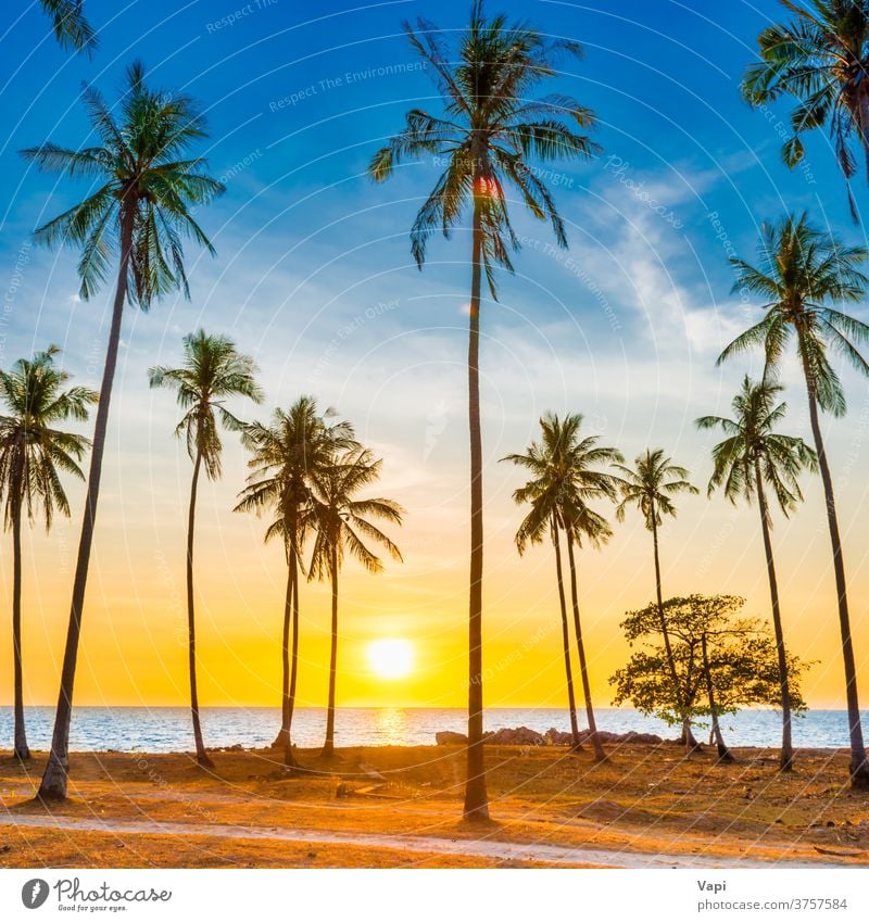 Sunset with palm trees on beach sunset landscape sea island ocean tropical travel summer sky beautiful silhouette nature coconut background vacation orange