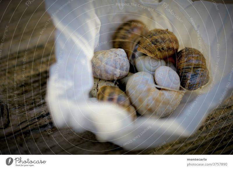 Collected empty snail shells in a cloth on woody ground Exterior shot Colour photo Crumpet Snail shell Animal Nature Environment Wood backing Warm light