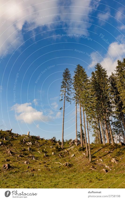 The German forest Forest Tree stump mountains Alps Willow tree Alpine pasture Sky blue Mountain Meadow Tree trunk Exterior shot Landscape Summer Deserted Grass