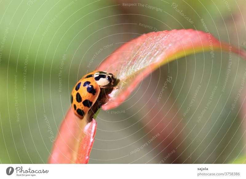 Good luck on all your journeys Happy Ladybird Asian ladybird Insect Beetle Spotted points Animal Nature