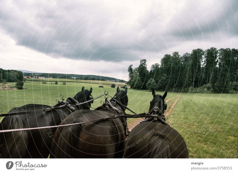 Carriage ride with three horses Coachman carriage Horseback Ponytail Horse-drawn carriage Horse and cart overcast sky Clouds horse group Transport fresh air