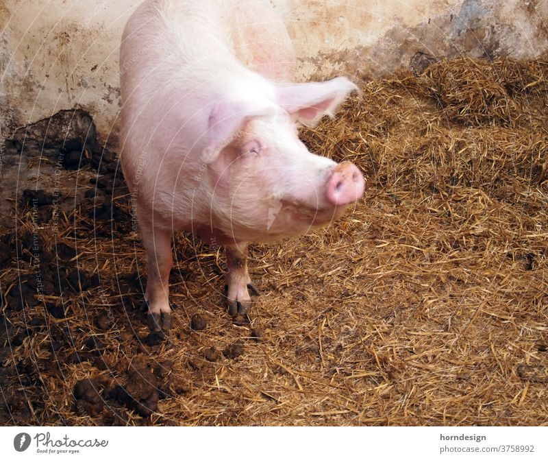 Glückliches Schwein Bauernhof Hausschwein Stall Mist glückliche Tierhaltung Tierwohl Natur Mastschwein Glücksschwein