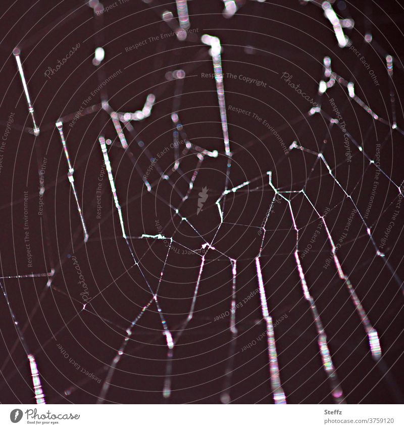 a trap reflects the light Spider's web Trap Network Abstract Light reflection Interlaced Cobwebby Bizarre Threat Reticular Ambush Asymmetry Spider threads