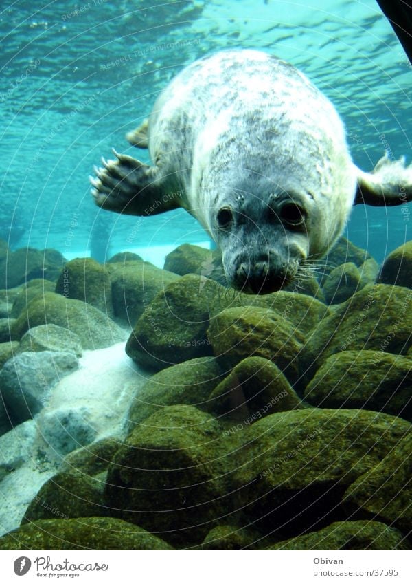 Seal in Action Aquarium Ocean Water Rock Wild animal Animal face Pelt Claw Seals 1 Blue Harbour seal Colour photo Underwater photo Reflection Sunlight