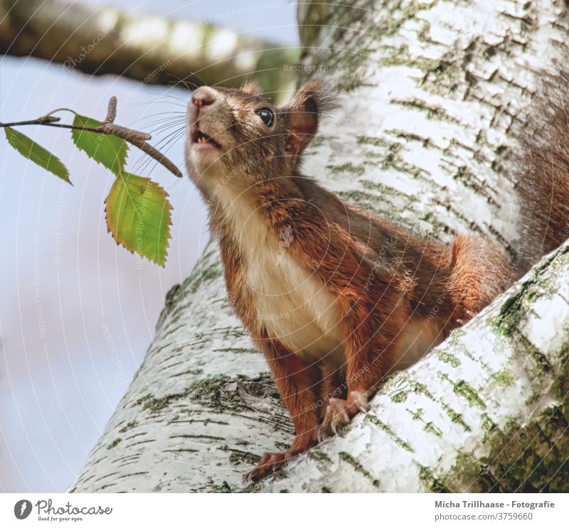 Sniffing Squirrel sciurus vulgaris Animal face Head Eyes Nose Ear Muzzle Claw Pelt Wild animal Rodent tree Tree trunk flaked Beautiful weather Sunlight Sky