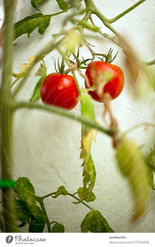 Two tomatoes Garden Garden plot fruit Vegetable Tomato two Couple shrub nightshade plant solanum Fresh Harvest Tendril Summer allotment Mature Red ripe vitamins