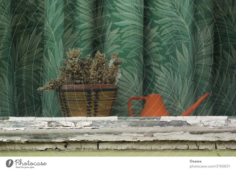 Window with dried up cactus, orange watering can and green curtain with floral pattern Drape Plant Pot plant Cactus Shriveled dead Watering can Curtain Old