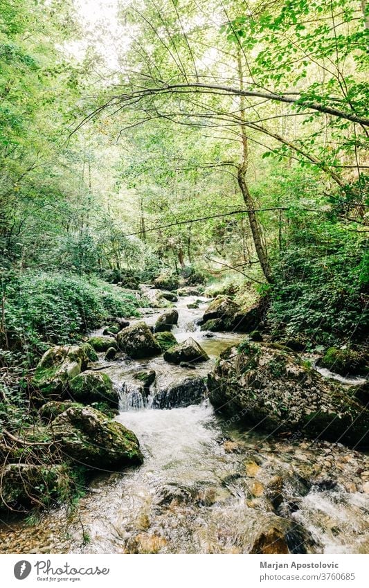 View of the river flowing through the forest adventure background beautiful cascade cascading creek ecology environment europe explore fresh green greenery