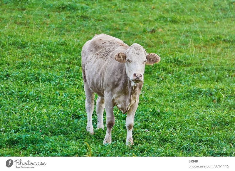Cow in the Pasture animal cow agricultural agriculture bovine cattle dairy animal domesticated ungulate outdoor pasture land grassland feeding ground leasow