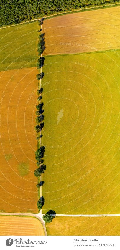 View from above over a straight line of trees, a beautiful avenue as top shot in summer. aerial row meadows top view germany fields country road flying flight