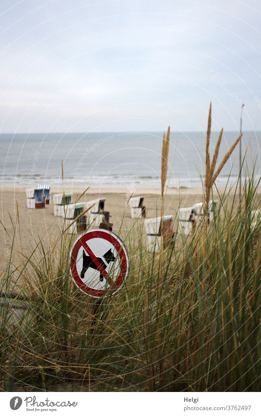Sign "Dogs forbidden" is behind dune grass on the beach with beach chairs at the North Sea Beach sign dog prohibition Marram grass Ocean Island