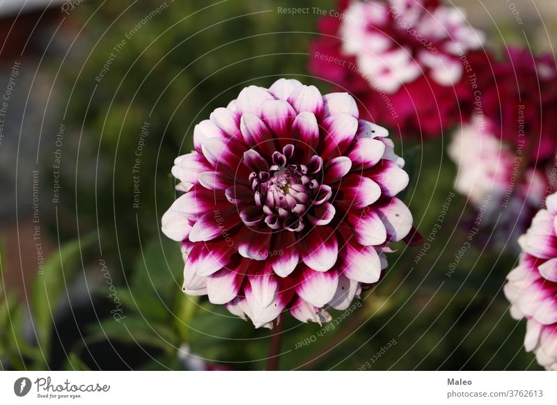 Isolated natural dahlia flower on green background arrangement autumn beautiful beauty bed bloom blooming blossom botany bouquet bright closeup color design