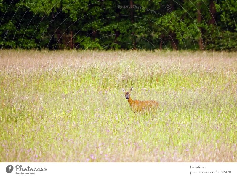 A deer stands in high grass and looks into the camera Wild Wild animal Animal Nature Colour photo Exterior shot 1 Day Environment Deserted natural Plant Grass