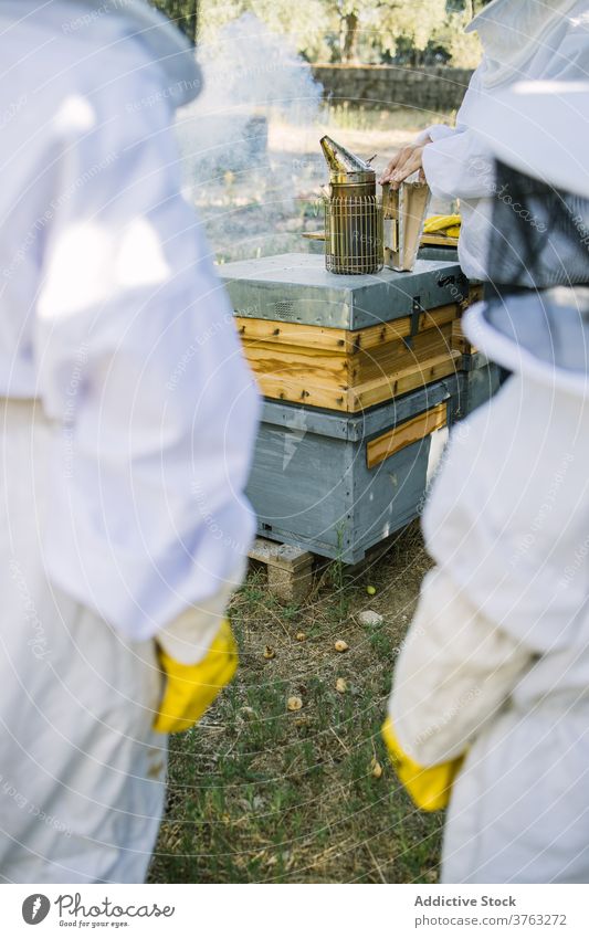 Beekeepers working in apiary with smoker bee beekeeper fume summer together garden countryside worker nature occupation metal equipment professional protect job
