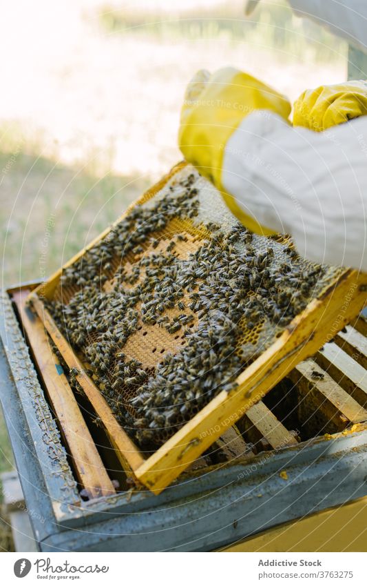 Beekeeper with honeycomb in apiary beekeeper hive collect work job garden protect uniform costume worker tool skill ecology profession beehive busy labor