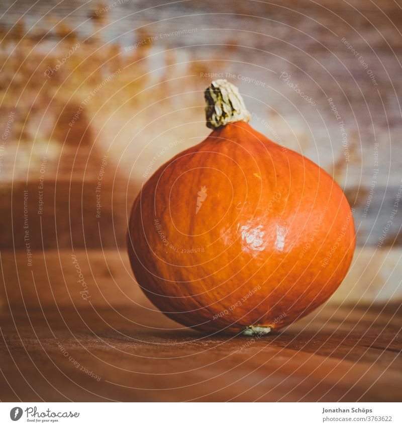 Hokkaido pumpkin on wooden table for thanksgiving tree Data projector Projector projection Harvest Thanksgiving experimental Vegetable Hallowe'en Autumn Hokaido