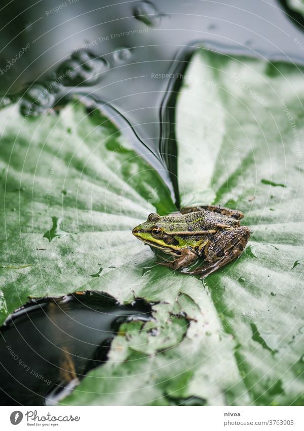Frog on leaf Leaf Green Nature amphibian Tree frog Colour photo 1 Animal Pond Close-up Brown Exterior shot Amphibian Deserted Wild animal Painted frog Water Day