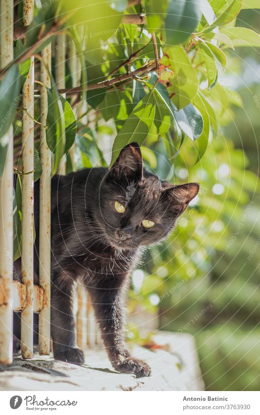 Small black cat squeezing through a white fence on a wall, surrounded by green leaves. Trying to reach the camera to inspect it outdoor bars tiny baby attention