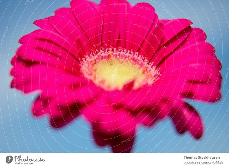 close-up of pink gerbera blossom african asteraceae background beautiful beauty bloom blooming botanical closeup color colorful cultivation daisy decorative