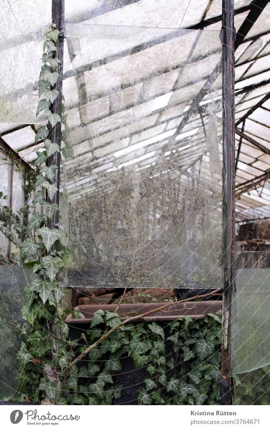 ivy takes over old greenhouse Greenhouse glass house Ivy Market garden Garden Old forsake sb./sth. Broken Out of service Plant Nature proliferate Climbing