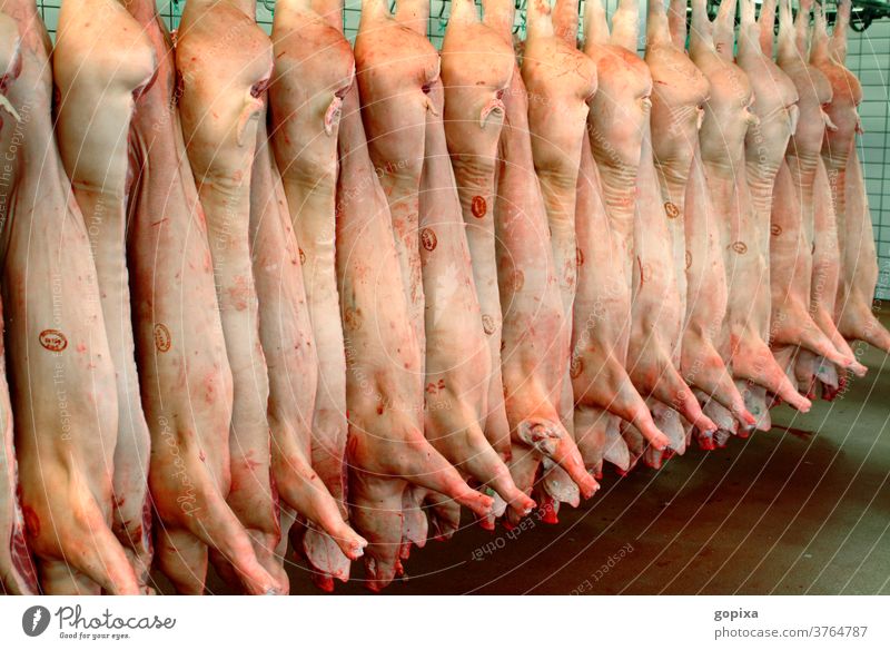 Sides of pork in a meat processing plant Pork sides Swine Killing Refrigeration food Nutrition Cold store Meat Meat processing slaughterhouse Slaughterhouse