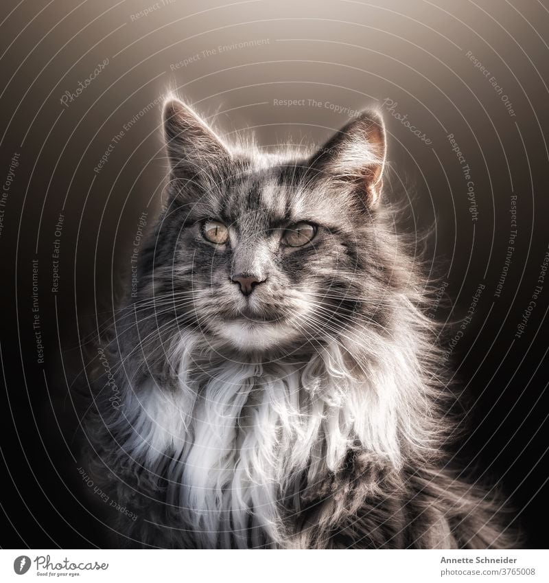 Maine Coon Cat maine coon cat purebred cat Pelt Longhaired cat Fluffy Ear tufts One animal pets Enchanting portrait Cute pretty