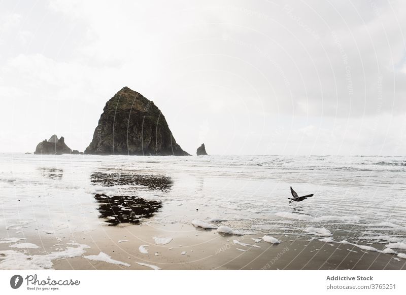 Bird flying over beach near sea bird cloudy seascape amazing shoreline sky ornithology usa united states america water nature landscape ocean peaceful sand