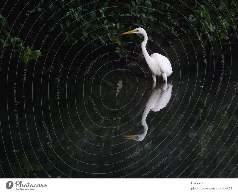 Great White Egret on the lakeshore Heron Great egret birds Water reflection Reflection in the water Elegant already Contrast Rich in contrast Animal Nature