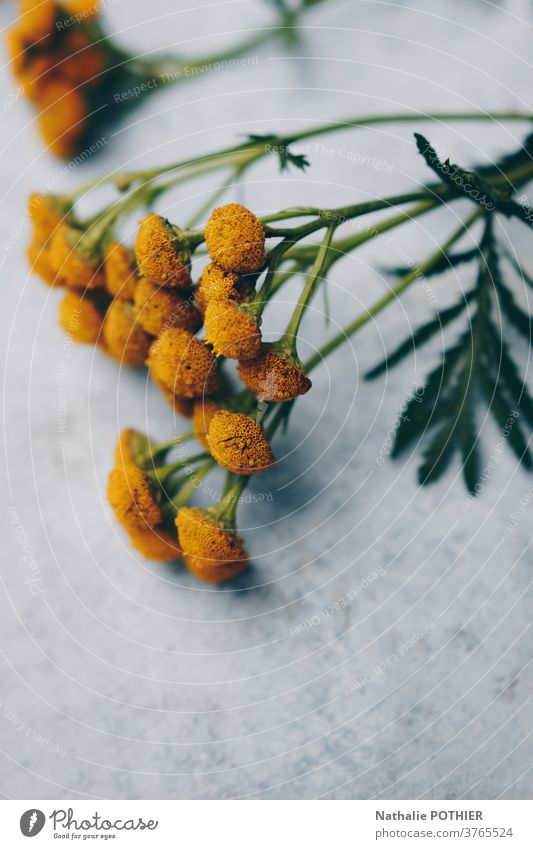 Yellow flowers lined up on a concrete background green yellow beautiful blossom decoration floral summer plant spring fresh space Nature Flower Blossom Floral