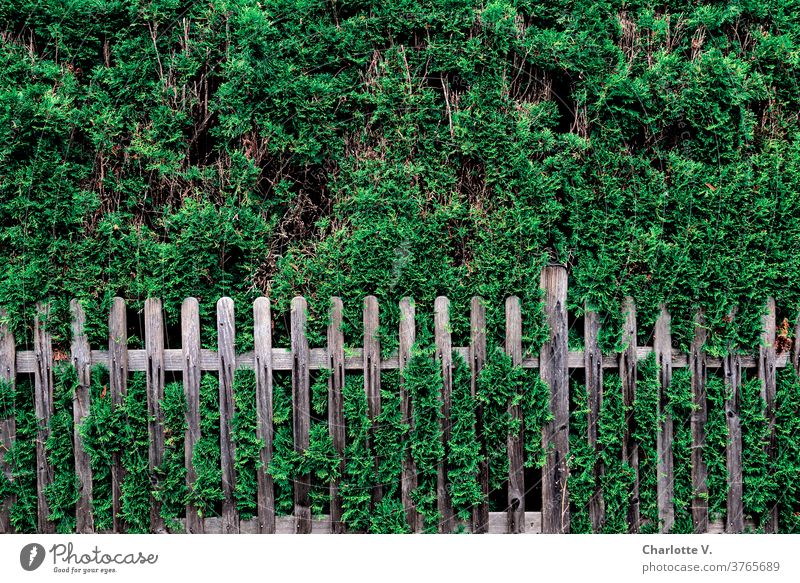 Thuja hedge land |Thuja with slat fence Thuia Hedge Thuia hedge Nature Bushes Exterior shot Colour photo Day Plant Garden Deserted Green Environment Summer