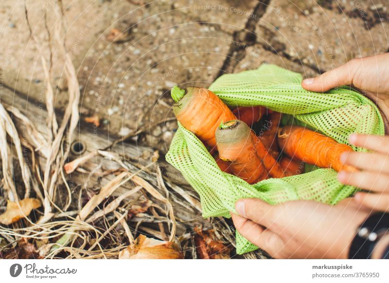 Urban Gardening harvest fresh bio carrots agriculture Bio bloom breed breeding childhood conservatory controlled farming crop cultivation food