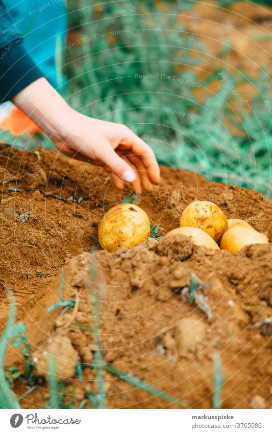 Fresh harvest bio GMO-free potatoes agriculture barrow Bio cachepot controlled farming cultivation food garden gardening guerilla guerilla gardening hand barrow