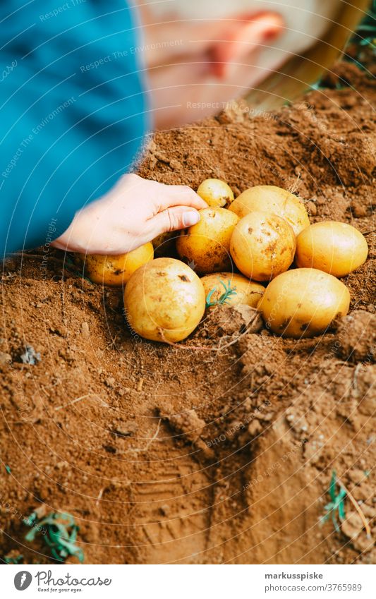 Fresh harvest bio GMO-free potatoes agriculture barrow Bio cachepot controlled farming cultivation food garden gardening guerilla guerilla gardening hand barrow