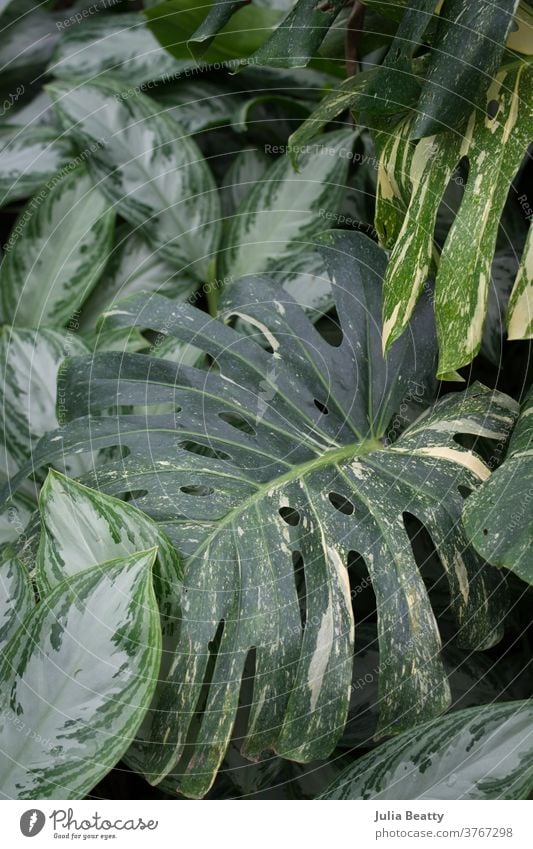 Monstera Albo Varigated and Chinese Evergreen plants close up monstera monstera albo variegated chinese evergreen swiss cheese plant split leaf fenestration