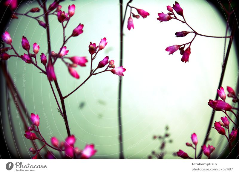 pink delicate flowers in front of round blurred spherical object Bud Stalk Blossoming Flower Flower love naturally blossoms Garden plants Love of nature Plant