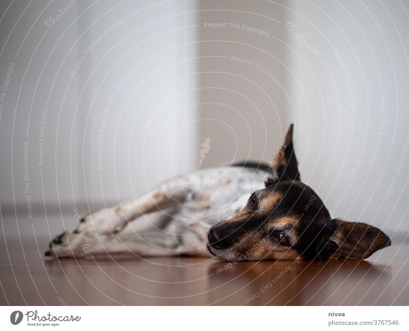 Jack Russel Terrier Jack Russell terrier jack russell lying down Dog adoption small Brown indoor White Animal dog pet cute Pet Cute Small Lifestyle Purebred