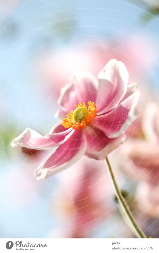 Autumn anemone sẽ đem đến cho bạn những trải nghiệm đầy ấn tượng về mùa thu. Tham gia và khám phá những bông hoa anemone với màu sắc ấn tượng, khiến bạn không thể rời mắt khỏi chúng.