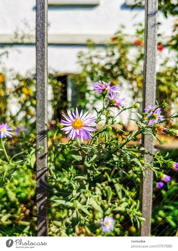 flowers fence house garden Exterior shot Metal Pattern Protection Structures and shapes Abstract Metalware Grating Barrier flowery Fence Ornamental plant Plant
