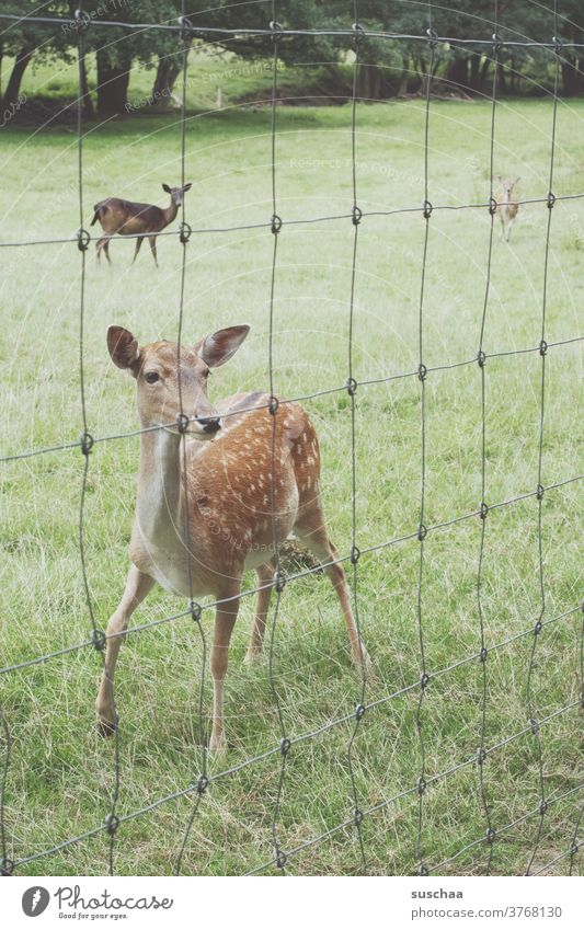 a doe behind a fence Roe deer Deer Wild animal Wildlife Enclosures Fence Wire fence Meadow Domestic native wildlife species Forest Animal Nature Grass