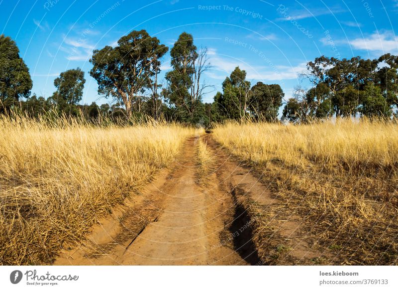 Dirtroad with deep trails through the dry bush in the Grampians, Victoria, Australia grass dirtroad landscape outback nature australia plant natural sky day