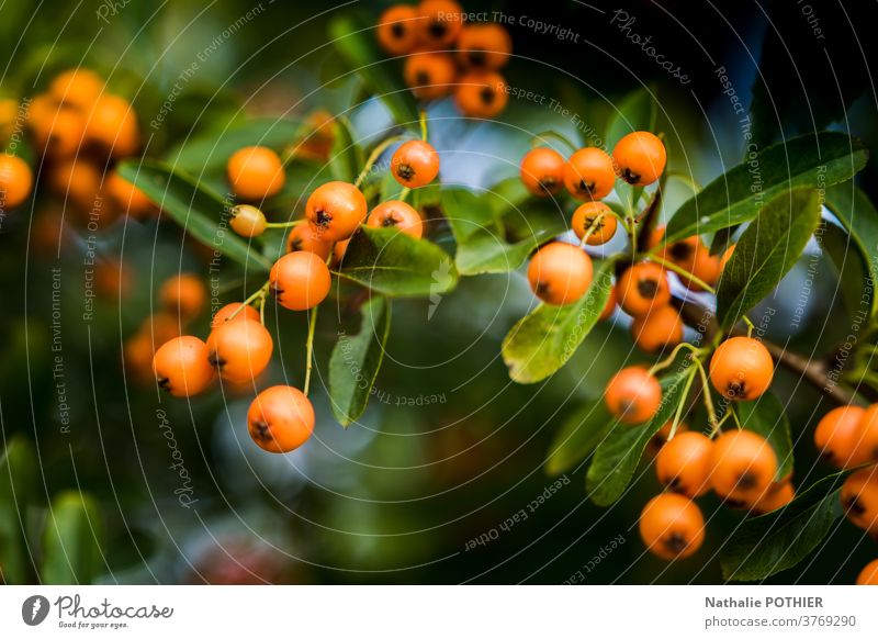Shrub with orange berries and green leaves baie baies arbuste feuilles branche background ripe nature plant fruit leaf autumn berry close-up natural tree bush