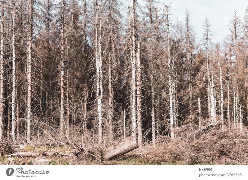 dead wood in front of dead forest - the bark beetle is there Bark-beetle bark beetle infestation Forest death tree trunks Tree trunk cubic metre Climate change